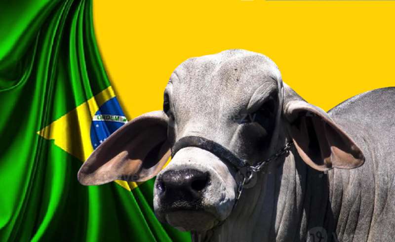 Government wants to bring cow from Brazil for sacrifice