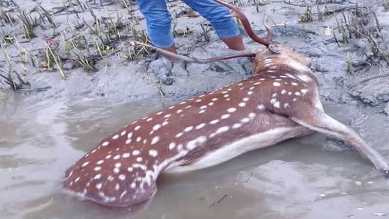 45 more dead deer recovered in Sundarbans